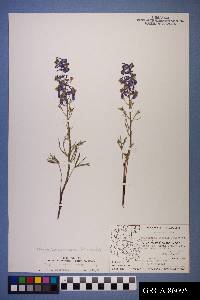 Delphinium nuttallianum image